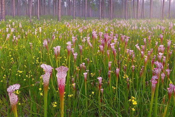 Sarracenia Dreams | White Top Pitcher Plants| Splinter Hill, Alabama | Fine Art Landscape Photography on Canvas, Paper, Metal | Photography by Jeff Waldorff