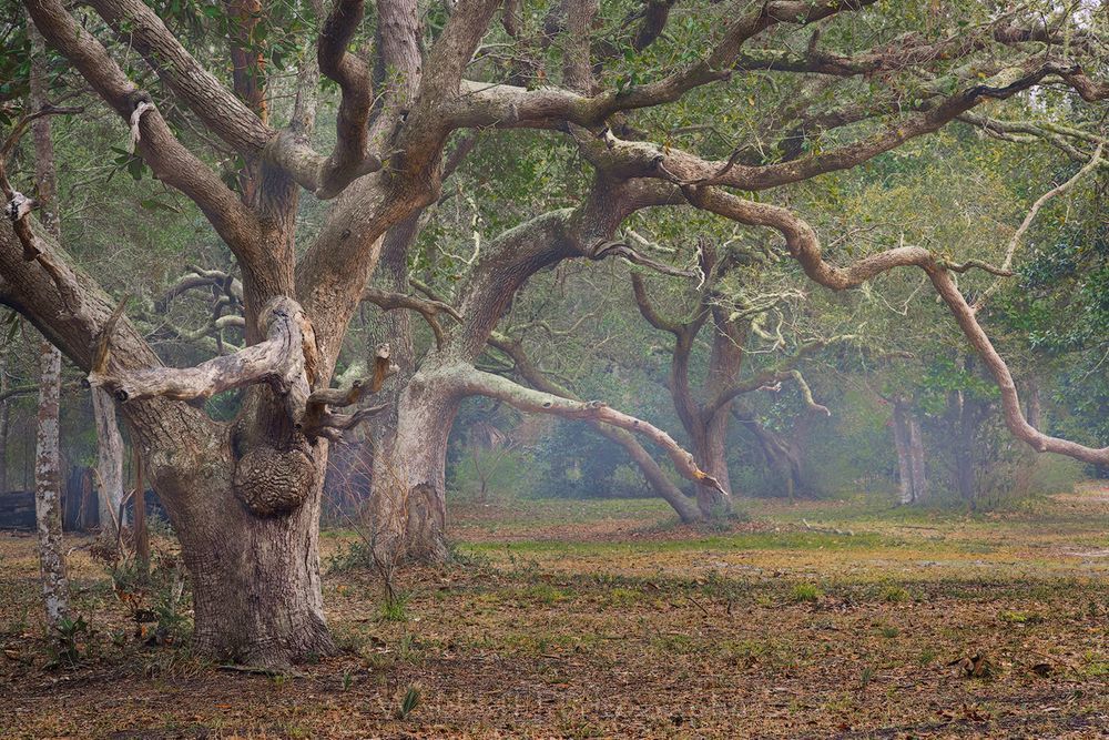 Live Oaks Trees #2 of Northwest Florida | Gulf Breeze, FL | Fine Art Prints on Canvas, Paper, Metal, & More by Waldorff Photography.