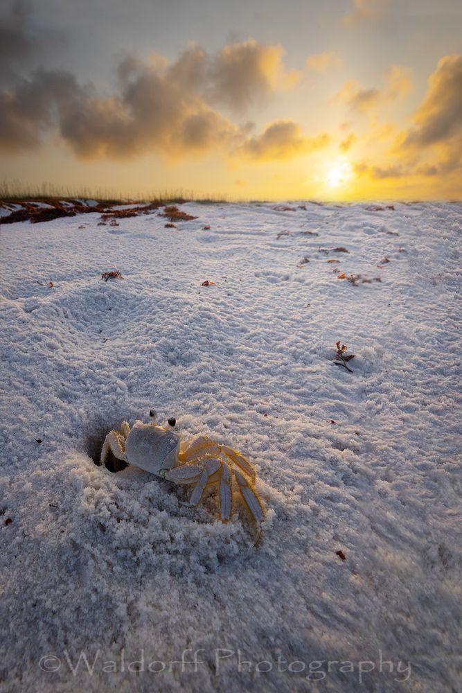 Good Morning Sunshine Crab | Emerald Coast | Navarre Beach, Florida | Fine Art Landscape Photography on Canvas, Paper, Metal, Acrylic | Photography by Jeff Waldorff