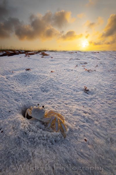 Good Morning Sunshine Crab | Emerald Coast | Navarre Beach, Florida | Fine Art Landscape Photography on Canvas, Paper, Metal, Acrylic | Photography by Jeff Waldorff