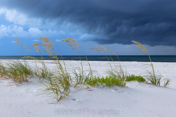 Bracing for the Storm Gulf Islands National Seashore, Florida  | Fine Art Landscape Photography on Canvas, Paper, Metal, Acrylic | Photography by Jeff Waldorff