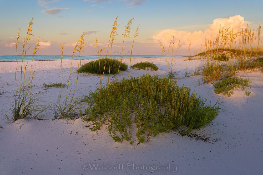 Golden Sea Oats | Gulf Islands National Seashore, Florida  | Fine Art Landscape Photography on Canvas, Paper, Metal, Acrylic | Photography by Jeff Waldorff