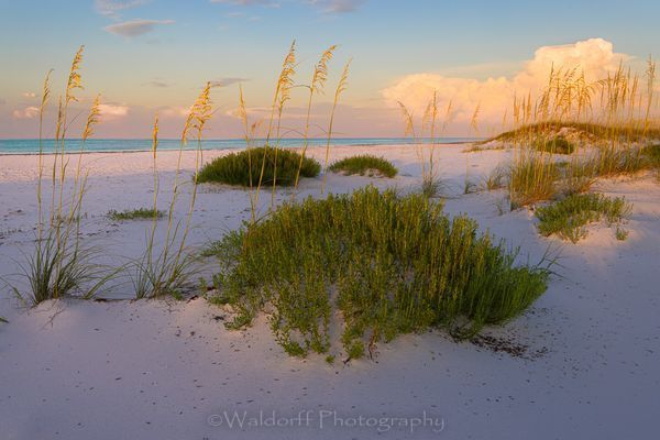 Golden Sea Oats | Gulf Islands National Seashore, Florida  | Fine Art Landscape Photography on Canvas, Paper, Metal, Acrylic | Photography by Jeff Waldorff