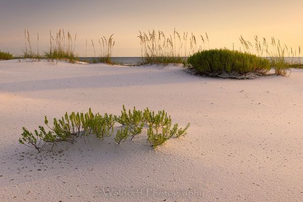 Sand & Oats | Gulf Islands National Seashore, Florida  | Fine Art Landscape Photography on Canvas, Paper, Metal, Acrylic | Photography by Jeff Waldorff