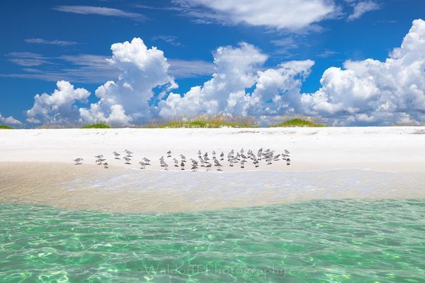 Sanderling Gathering | Gulf Islands National Seashore, Florida  | Fine Art Landscape Photography on Canvas, Paper, Metal, Acrylic | Photography by Jeff Waldorff