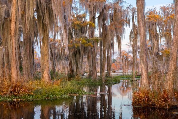 Cypress Tranquility (22BN)