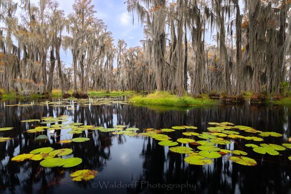 Cypress Jungle (22BO)