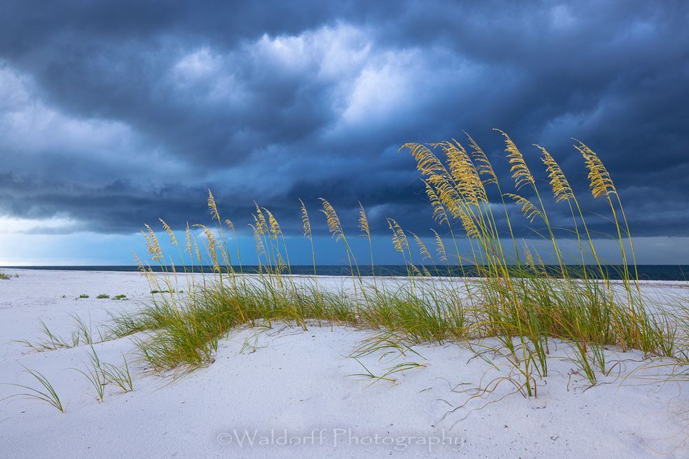 Standing Tall | Gulf Islands National Seashore, Florida  | Fine Art Landscape Photography on Canvas, Paper, Metal, Acrylic | Photography by Jeff Waldorff