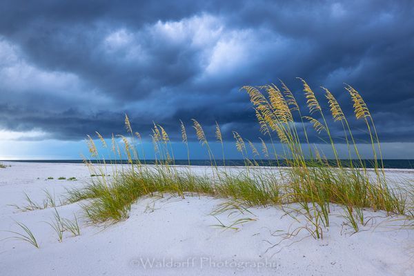 Standing Tall | Gulf Islands National Seashore, Florida  | Fine Art Landscape Photography on Canvas, Paper, Metal, Acrylic | Photography by Jeff Waldorff