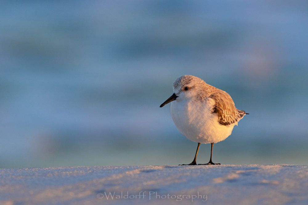 Just Chillin' | Gulf Islands National Seashore, Florida  | Fine Art Landscape Photography on Canvas, Paper, Metal, Acrylic | Photography by Jeff Waldorff