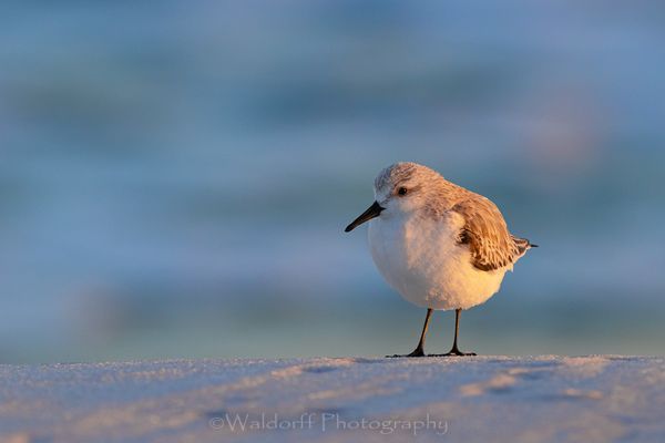 Just Chillin' | Gulf Islands National Seashore, Florida  | Fine Art Landscape Photography on Canvas, Paper, Metal, Acrylic | Photography by Jeff Waldorff