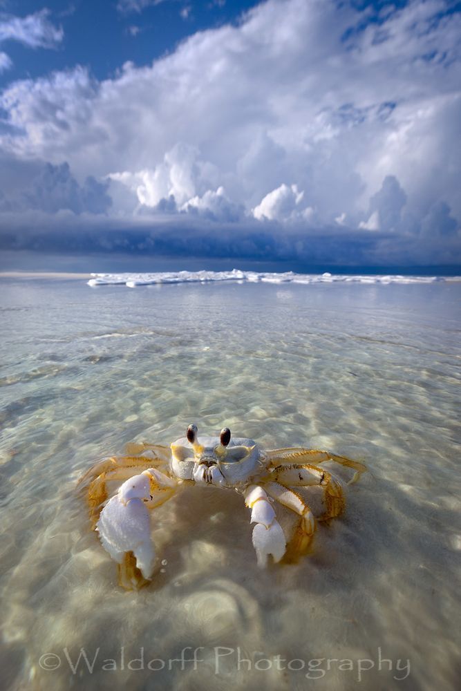 Upper Claw Ghost Crab | Emerald Coast | Navarre Beach, Florida | Fine Art Landscape Photography on Canvas, Paper, Metal, Acrylic | Photography by Jeff Waldorff