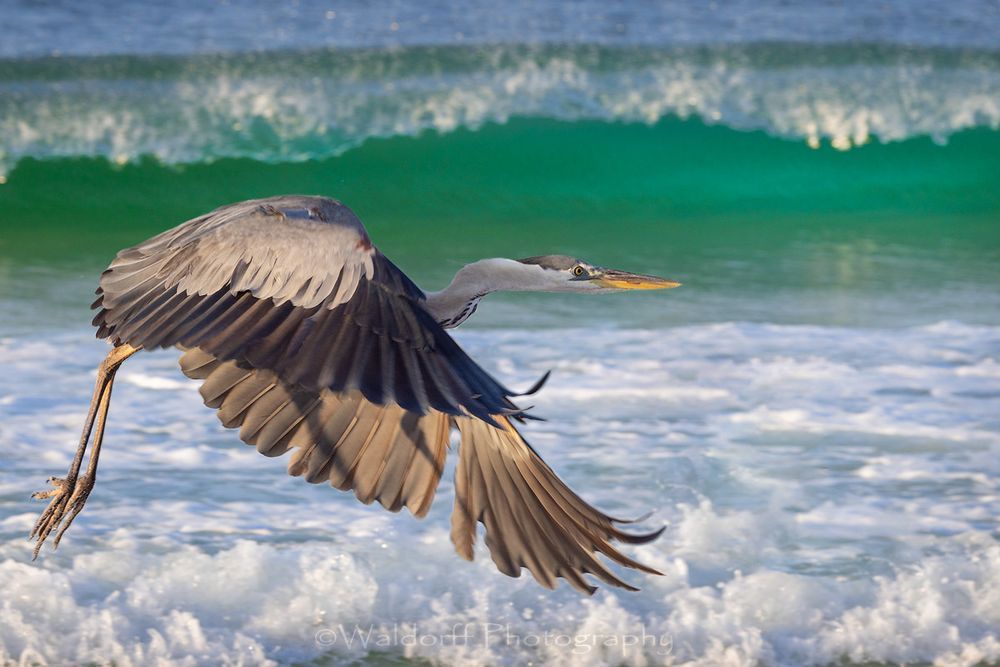 Heron In Emeralds (22 Ah) Photography Art | Waldorff Photography