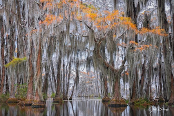 Silver Foxes | Pond Cypress Trees, Georgia | Limited Fine Art Prints | Photography by Jeff Waldorff