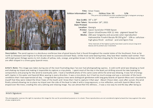 Silver Foxes | Pond Cypress Trees, Georgia | Limited Fine Art Prints | Photography by Jeff Waldorff