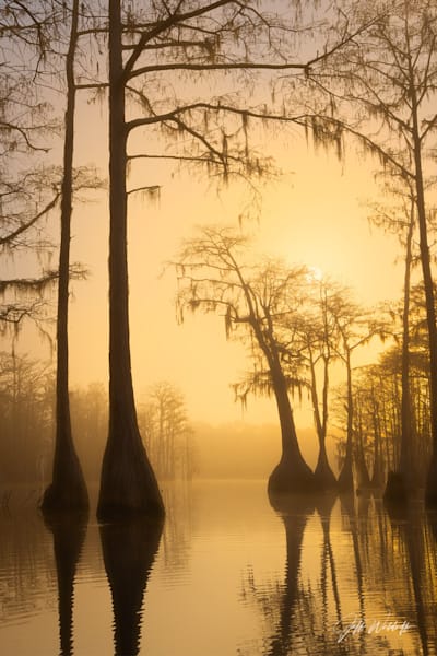 Ancient Whispers | Cypress Trees, Florida Panhandle | Limited Fine Art Prints | Photography by Jeff Waldorff