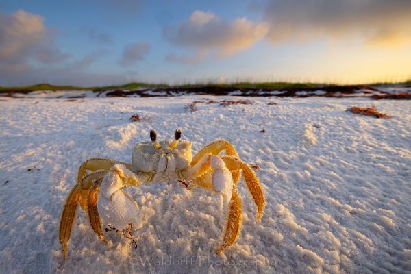 Ghost Crab Walking the Beach| Emerald Coast | Pensacola Beach, Florida | Fine Art Landscape Photography on Canvas, Paper, Metal, Acrylic | Photography by Jeff Waldorff