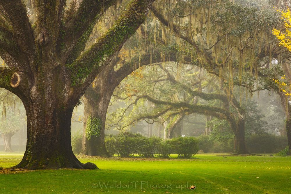 Eden's Oaks (22 Az) Photography Art | Waldorff Photography