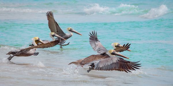 Pelican Dash | Gulf Islands National Seashore, Florida  | Fine Art Landscape Photography on Canvas, Paper, Metal, Acrylic | Photography by Jeff Waldorff