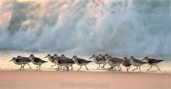 Marching Sanderlings
