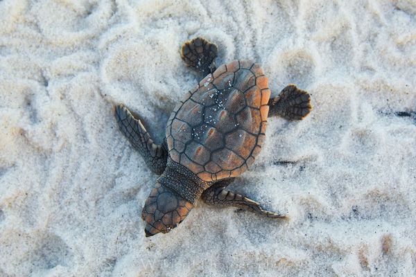 Loggerhead Sea Turtle Hatchling on the Emerald Coast of Florida  | Fine Art Photography on Canvas, Paper, and Metal