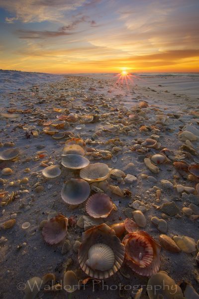 Shells, shells, and more shells!