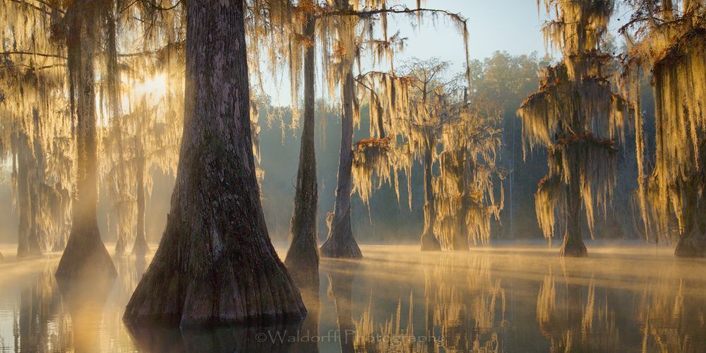 Cypress Trees of Northwest Florida #6 | Fine Art Prints on Canvas, Paper, Metal, & More by Waldorff Photography