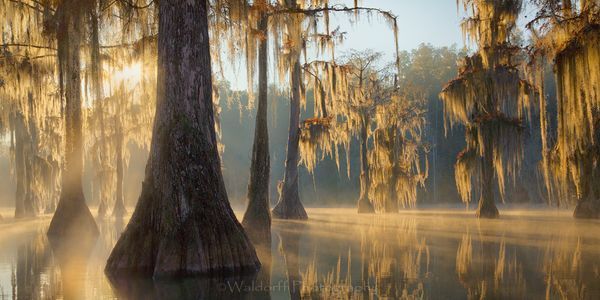 Cypress Trees of Northwest Florida #6 | Fine Art Prints on Canvas, Paper, Metal, & More by Waldorff Photography