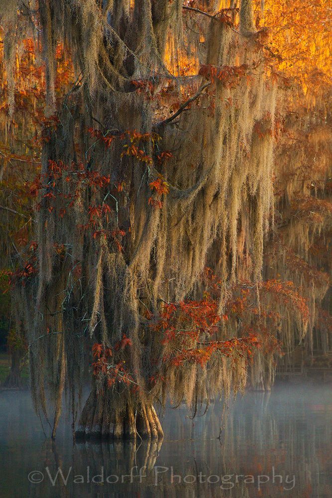 Cypress Trees of Northwest Florida #5 | Fine Art Prints on Canvas, Paper, Metal, & More by Waldorff Photography