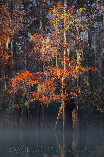 Cypress Trees of Northwest Florida #2 | Fine Art Prints on Canvas, Paper, Metal, & More by Waldorff Photography
