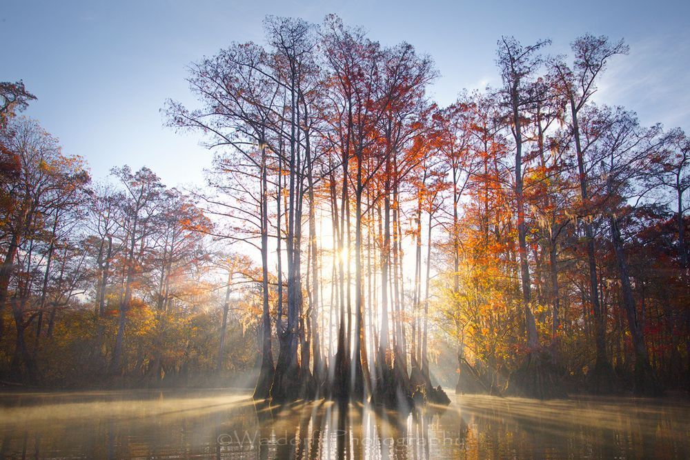 Cypress Trees of Northwest Florida #4 | Fine Art Prints on Canvas, Paper, Metal, & More by Waldorff Photography
