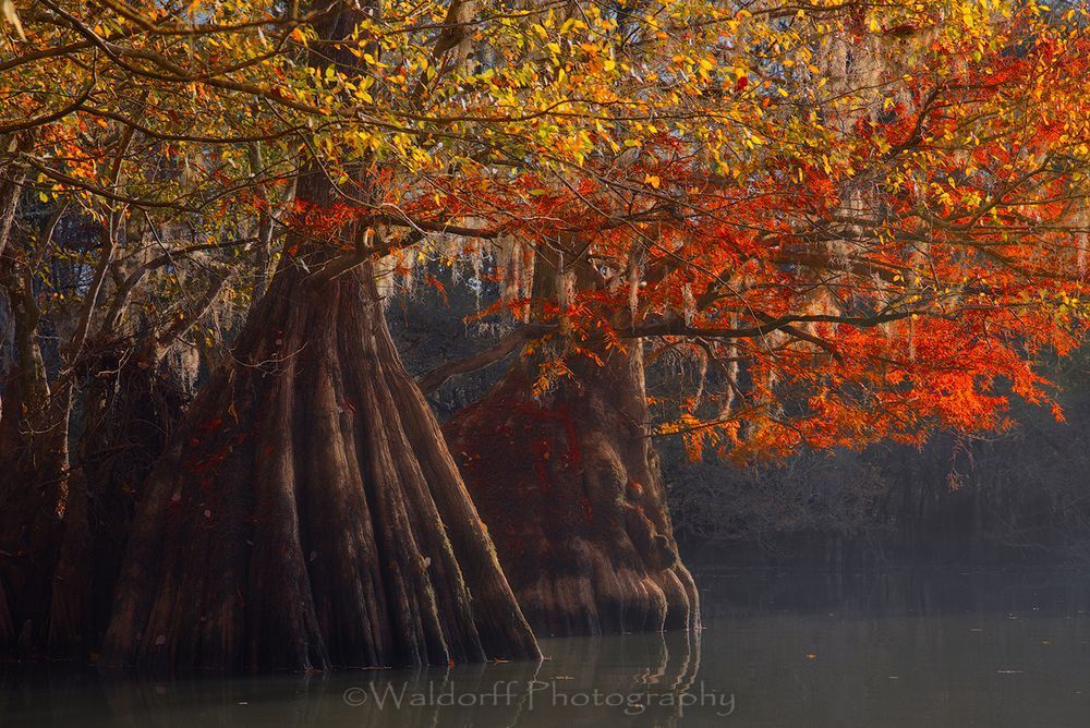 Southern Belles - Cypress Trees of Northwest Florida #1 | Fine Art Prints on Canvas, Paper, Metal, & More by Waldorff Photography