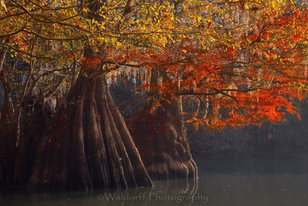 Southern Belles - Cypress Trees of Northwest Florida #1 | Fine Art Prints on Canvas, Paper, Metal, & More by Waldorff Photography