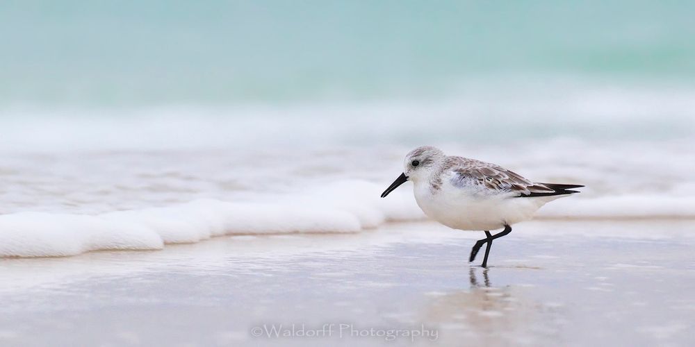 Sanderling Sandpiper walking the seashore | Emerald Coast, Florida  | Fine Art Landscape Photography on Canvas, Paper, Metal | Photography by Jeff Waldorff