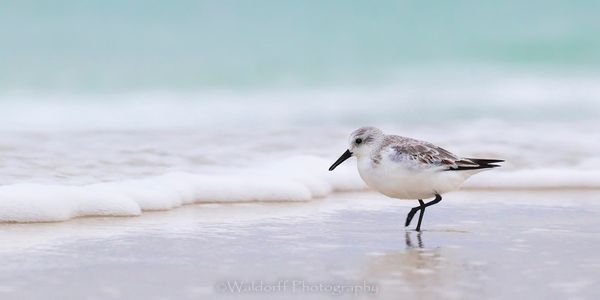 Sanderling Sandpiper walking the seashore | Emerald Coast, Florida  | Fine Art Landscape Photography on Canvas, Paper, Metal | Photography by Jeff Waldorff