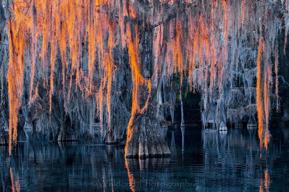 Cypress Trees of Northwest Florida - Cypress Thaw | Fine Art Prints on Canvas, Paper, Metal, & More by Waldorff Photography