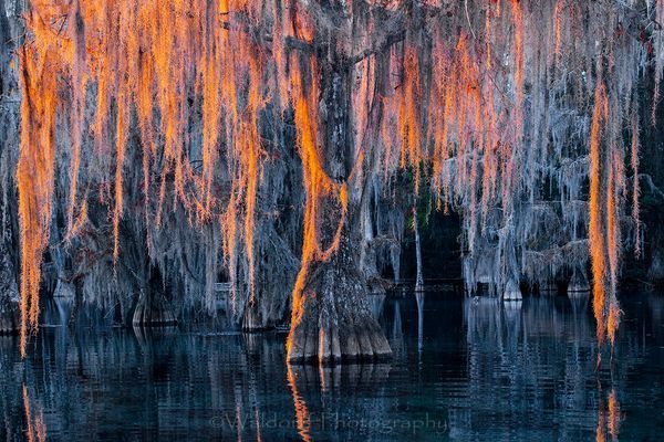Cypress Trees of Northwest Florida - Cypress Thaw | Fine Art Prints on Canvas, Paper, Metal, & More by Waldorff Photography