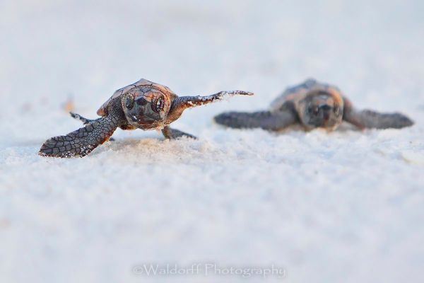 Loggerhead sea turtle hatchlings racing to the Gulf of Mexico on Navarre Beach of Florida  | Fine Art Wall Art on Canvas, Paper, and Metal