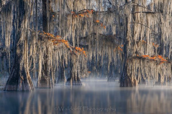 Cypress Trees of Northwest Florida - Forgotten | Fine Art Prints on Canvas, Paper, Metal, & More by Waldorff Photography