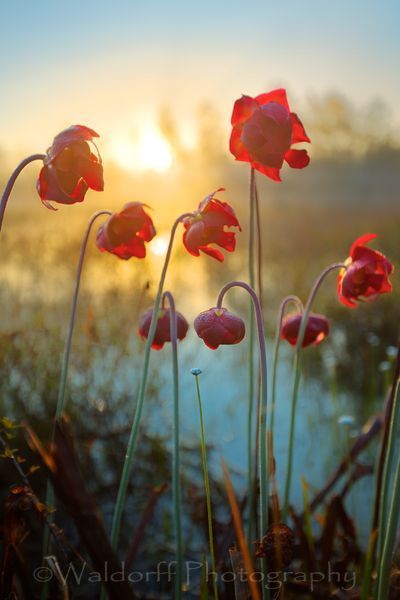 Beautiful White Topped Pitcher Plant blooms