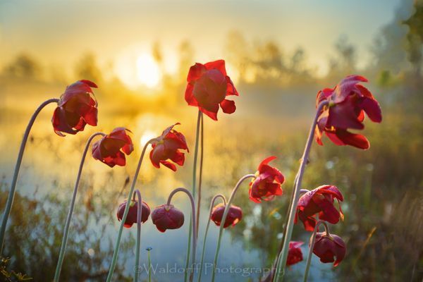Sarracenia Blooms of the White Top Pitcher Plant 