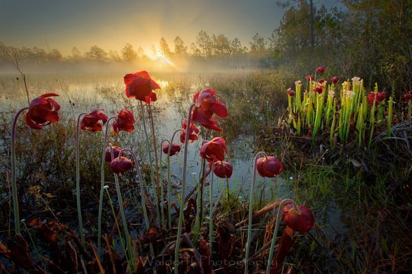 Beautiful White Topped Pitcher Plant blooms