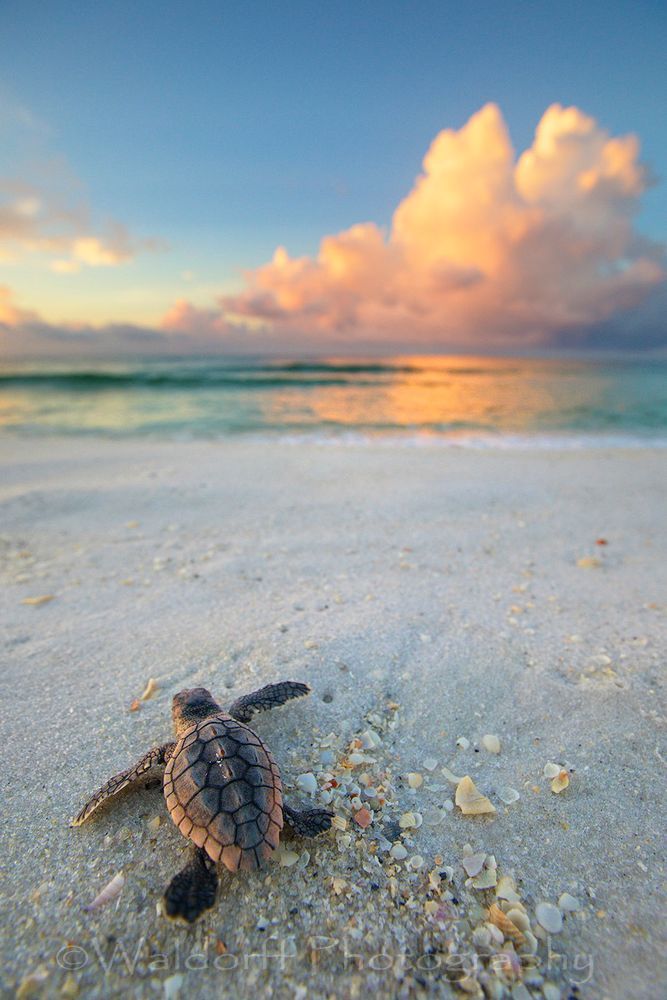 Loggerhead Sea Turtle Hatchling | Emerald Coast of Florida  | Fine Art Photography on Canvas, Paper, and Metal