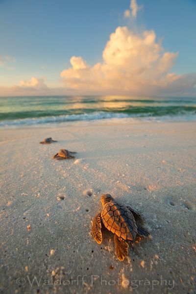 Baby Loggerhead Sea Turtles racing down | Emerald Coast of Florida  | Fine Art Photography on Canvas, Paper, and Metal