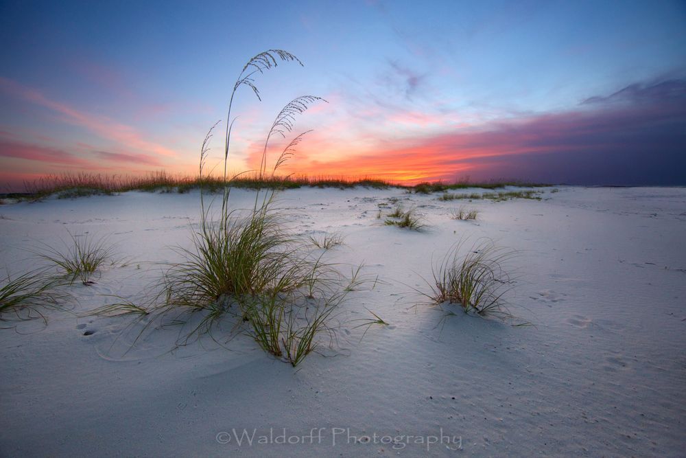 Sea Oat Sunrise