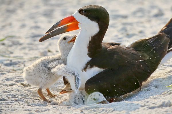 Baby Black Skimmer chick hugging its mother | Navarre Beach, Florida | Fine Art Prints on Canvas, Paper, Metal, & More | Waldorff Photography