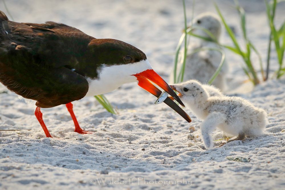 Black Skimmer feeding her chick | Navarre Beach, Florida | Fine Art Prints on Canvas, Paper, Metal, & More | Waldorff Photography