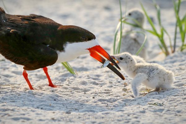 Black Skimmer feeding her chick | Navarre Beach, Florida | Fine Art Prints on Canvas, Paper, Metal, & More | Waldorff Photography