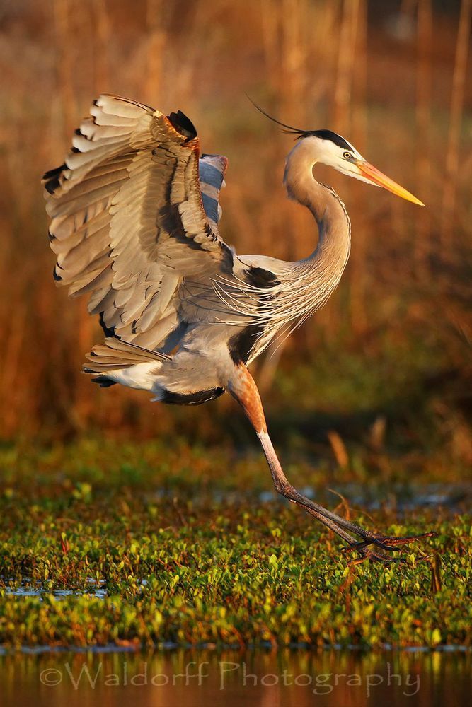 Great Blue Heron in flight | Okaloosa Island, Florida