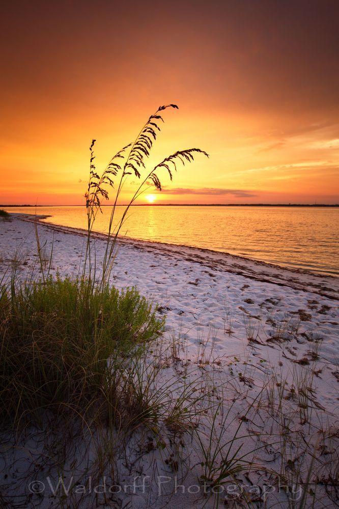 Sea Oat Glory